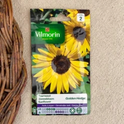 Semence de Tournesols